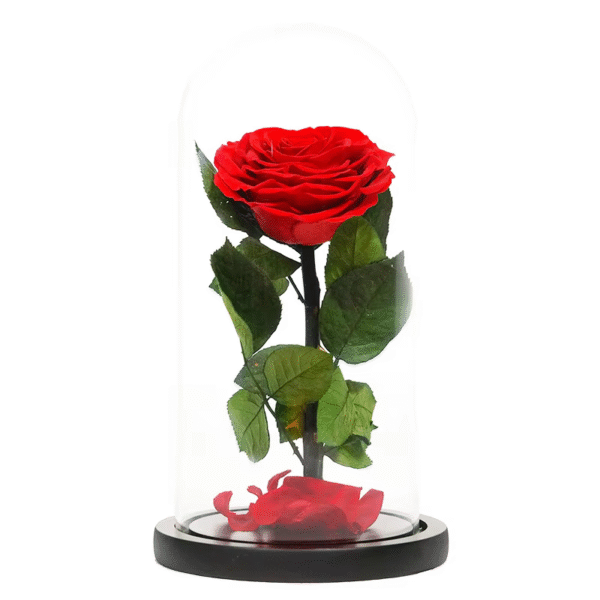 Red dome immortal rose