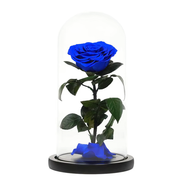 Blue dome eternal rose