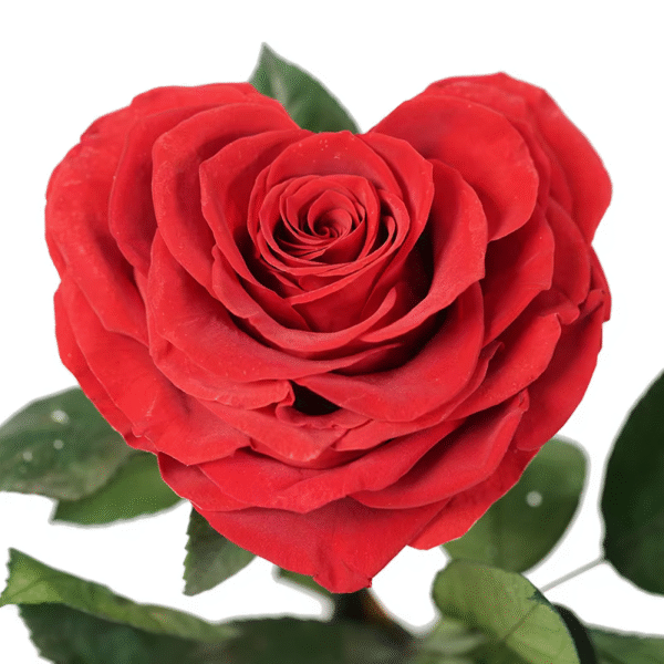 Red heart-shaped immortal rose