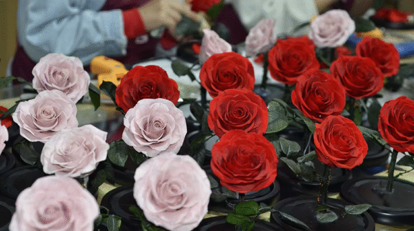 White and red eternal rose