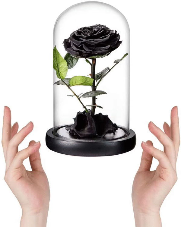 Black dome eternal rose