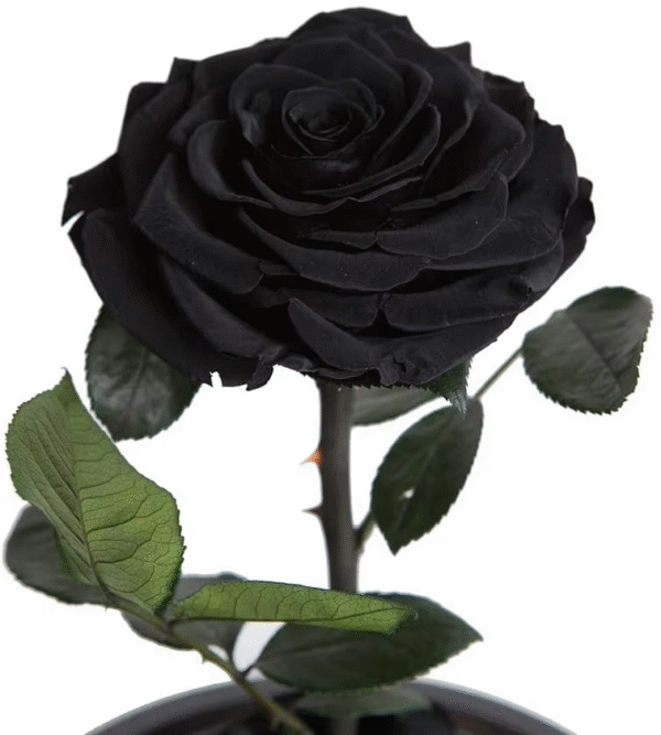 Black eternal rose