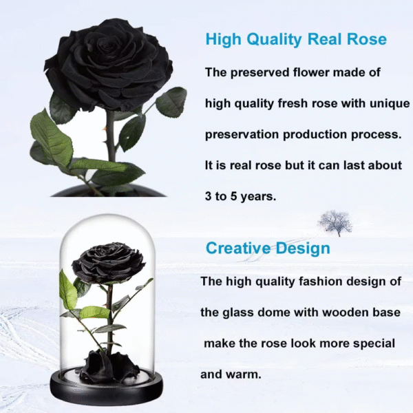 Black immortal rose