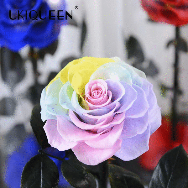 Colored immortal rose