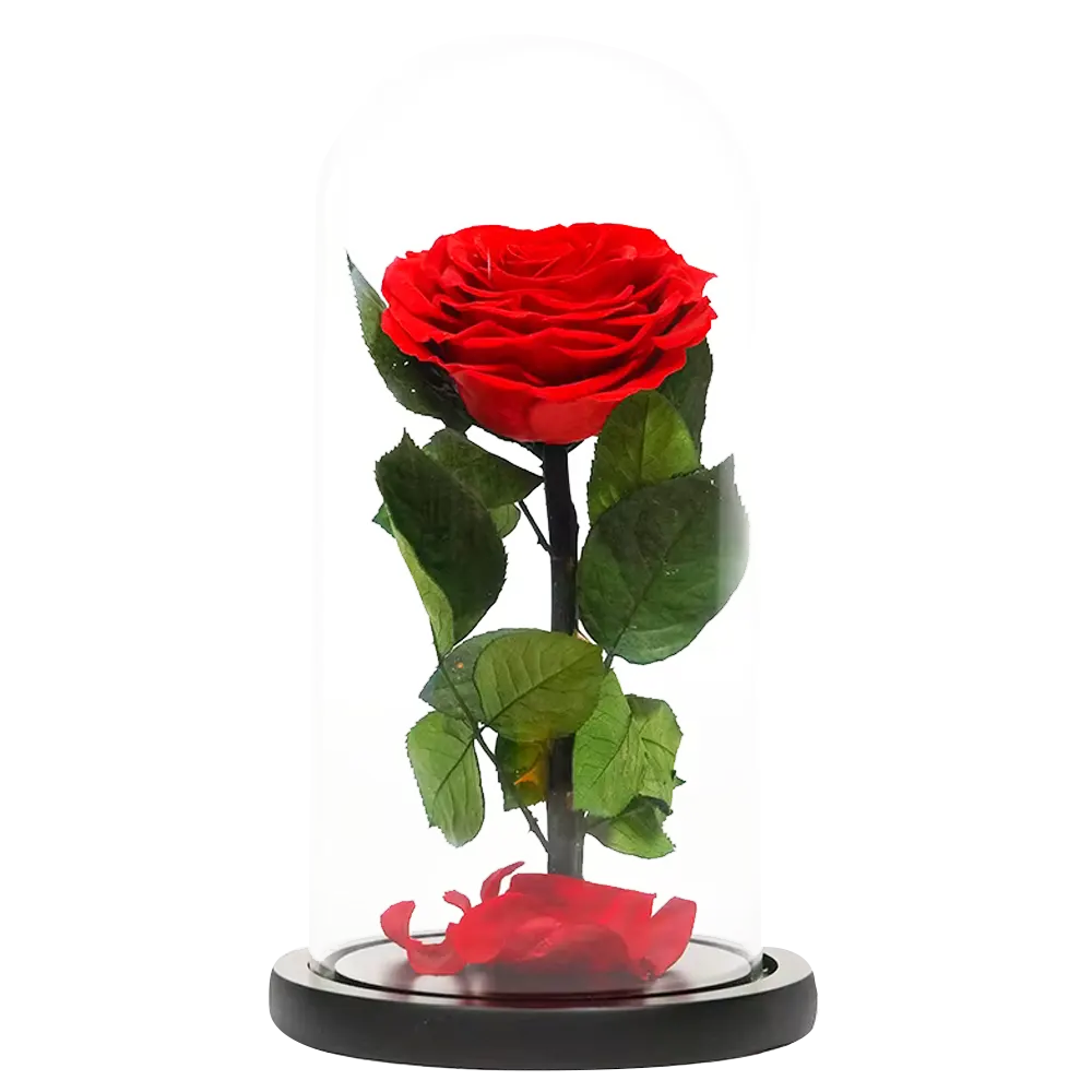magnificent roses preserved